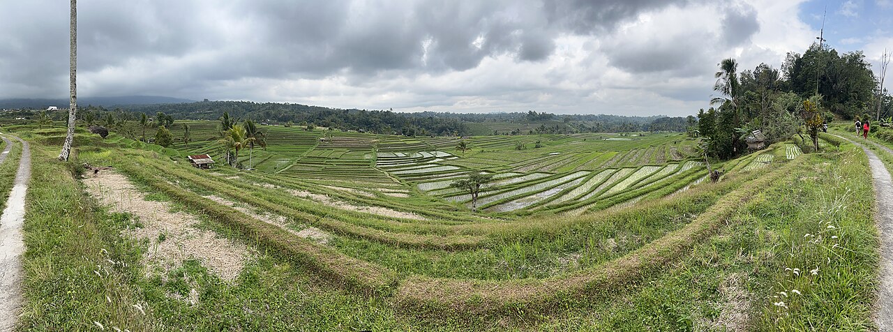 Jatiluwih rice terraces in Bali